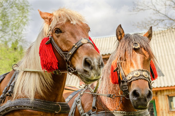 Portrait of pair of brown horses heads, in a  harness stand on the yard of farm. Horse concept.
