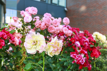 Rose bush in the garden.