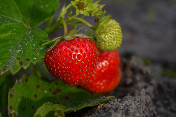 Strawberries in the garden close up