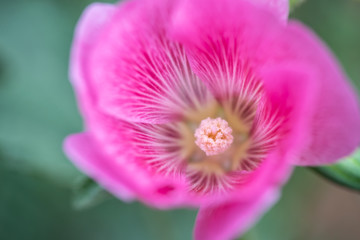 Pink Hollyhock with beauty backgrounds