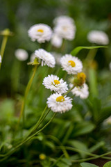 Daisies close-up at shallow depth of field.