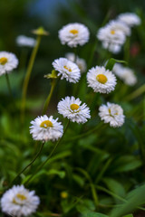 Daisies close-up at shallow depth of field.