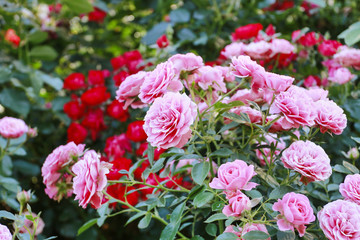 Rose bush in the garden.