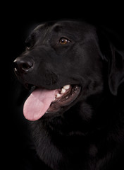 Fototapeta premium Black Labrador on black background 