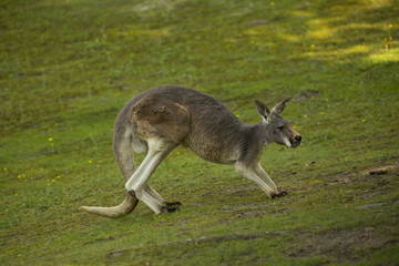  Red kangaroo (Macropus rufus).