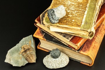 fossil trilobite imprint in the sediment. An imprint of history. Fossil trilobite in rock. © martinfredy