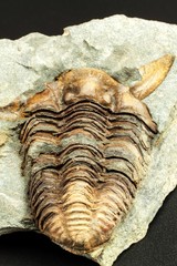 fossil trilobite imprint in the sediment. An imprint of history. Fossil trilobite in rock.