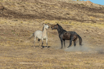 Obraz premium Wild Horse Stallions Fighting