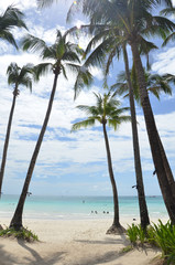 Coconut trees by the beachside.