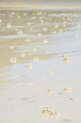 Sand bubbles that created by the crab along the beach.