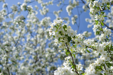 Branches of a flowering apple tree. Triangle