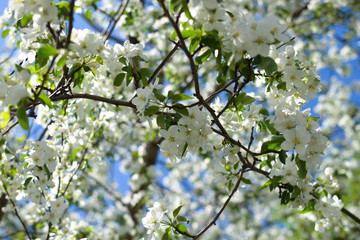 Branches of a flowering apple tree. Macro
