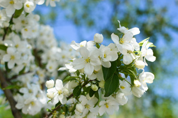 Apple blossoms. Macro