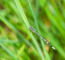 Gemeine Becherjungfer (Enallagma cyathigerum), Männchen, auf Gras, Pietzmoor, Naturschutzgebiet Lüneburger Heide, Schneverdingen, Niedersachsen, Deutschland, Europa