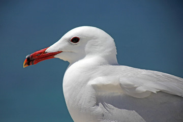 Seemöwe (Laridae)