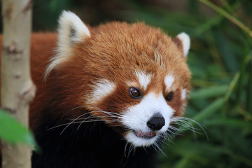 lovey face of a red panda, Hong Kong