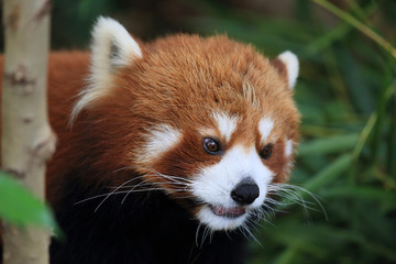 Naklejka premium lovey face of a red panda, Hong Kong