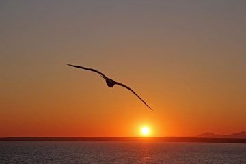 Möwe bei Sonnenuntergang, Spanien Mallorca, Saint Jordi