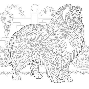 Rough Collie dog. Shetland Sheepdog or Sheltie. Coloring Page. Colouring picture. Adult Coloring Book idea. 