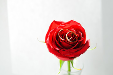 Wedding rings on a red rosebud.