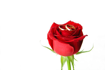 Wedding rings on a red rosebud.