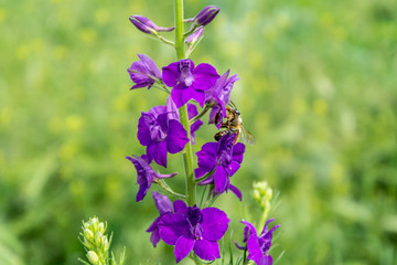 Wildflowers of Ukraine. Delphinium nuttallianum.
