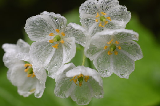 サンカヨウ の画像 107 件の Stock 写真 ベクターおよびビデオ Adobe Stock