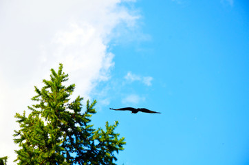 a bird flying over the trees in the blue sky, an eagle