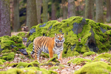 The Siberian tiger (Panthera tigris tigris) also called Amur tiger (Panthera tigris altaica) in the forest, Young female tiger in the forest.