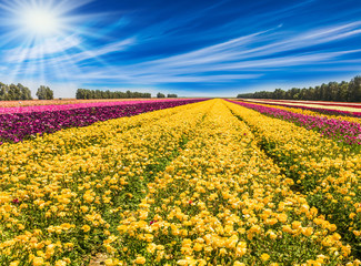 Kibbutz fields