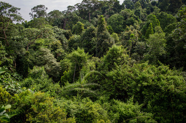 Fototapeta premium Singapour - Parcs et Jardins