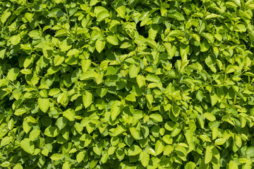 Fototapeta na wymiar wall background of green tree leaves