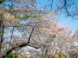 Cherry blossom at Namsan park, Seoul, South Korea.Blue sky background in summer season.