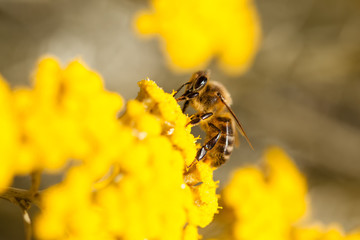 Abeille sur immortelle