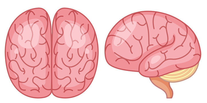 top and side view of brain