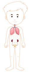 Young boy with lungs and urinary tract