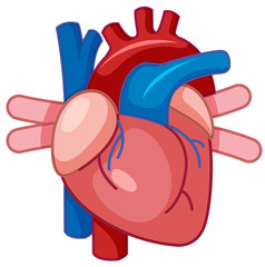 A Cartoon of Human Heart