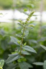 Branch of a green fresh mint plant with a tiny blossom