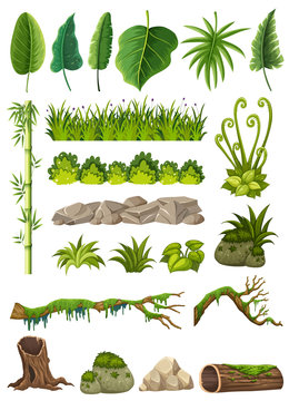 Set of various jungle objects