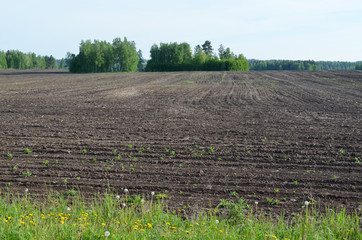 Plowed field with forest in the background