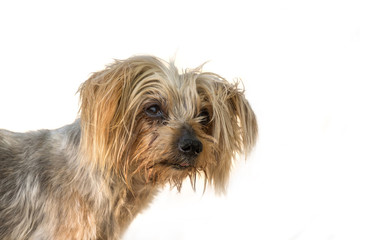 dog portrait isolated white background Yorkshire Terrier canine