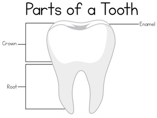 Parts of a tooth