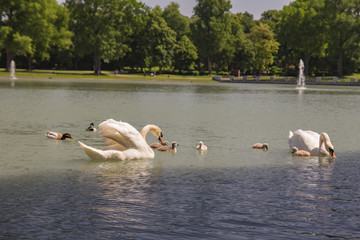 Naklejka premium Swans protect their cygnet (chicks) in the pond. Hiroshima Nagasaki Park, Cologne, Germany