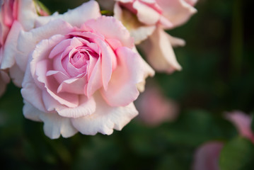 ピンクのバラの花