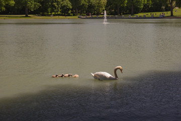 Swan with cygnets