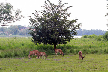 Naklejka na ściany i meble Wild Deers In Front Of A Tree