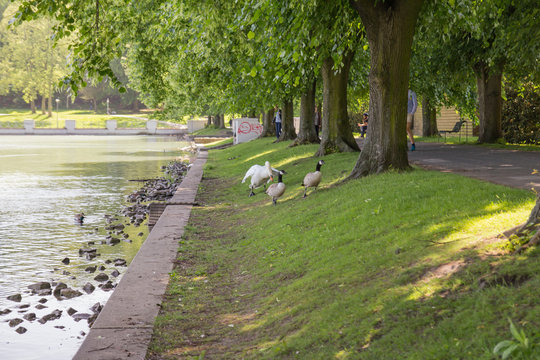 The swan chases the geese to protect their sygnet (chicks). Hiroshima Nagasaki Park in Cologne, Germany.