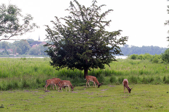 Wild Deers In Front Of A Tree