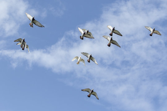 flying flock of speed racing pigeon against blue sky