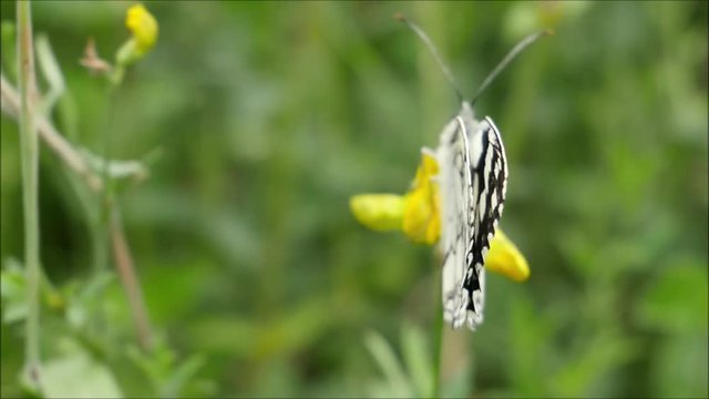 Melanargia galathea Schachbrett auf einer Wiese